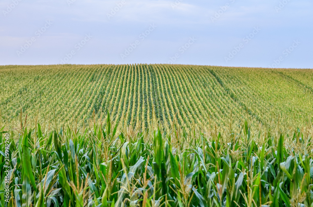 Wall mural beautiful green corn field at sunset. selective focus.