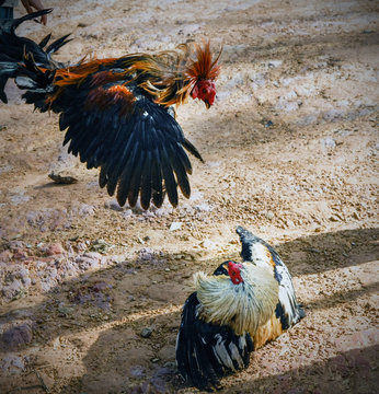  Cock fight in borneo