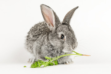 Grey little rabbit bites a carrot on a white background