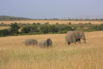 Eléphants et bébés, réserve Masai Mara au Kenya