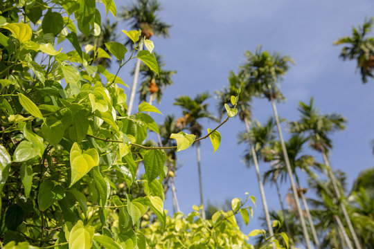 Areca catechu palm tree fully with fruit (betel nuts) and empty sky background.
