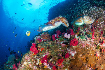 Fototapeta na wymiar Colorful Cuttlefish on a healthy, thriving tropical coral reef