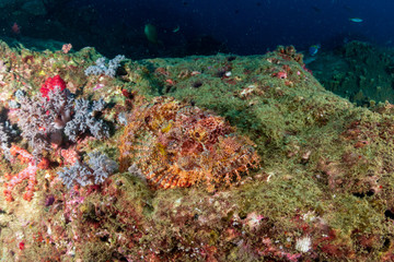 Naklejka na ściany i meble Well hidden Scorpionfish on a tropical coral reef