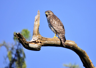 Pointed Stare / The Red-shoulder Hawk in the south Florida wetlands