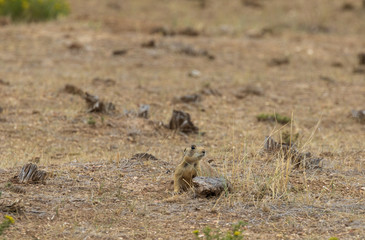 White-tailed Prairie Dog
