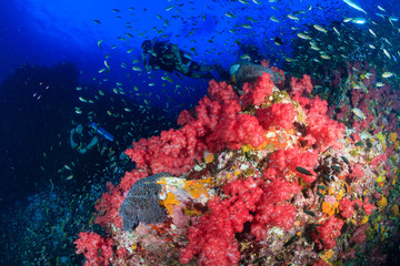Fototapeta na wymiar SCUBA diver swimming over a colorful, beautiful tropical coral reef at dawn