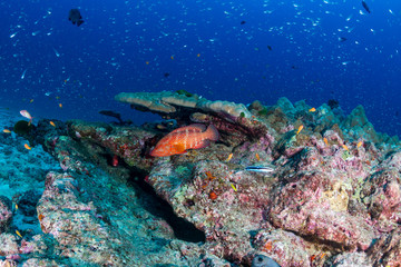 Colorful tropical fish swimming over a beautiful,healthy tropical coral reef