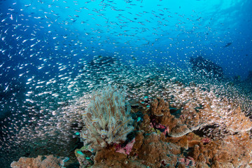 Fototapeta na wymiar Colorful tropical fish swimming over a beautiful,healthy tropical coral reef