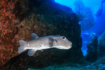 Naklejka na ściany i meble A large Pufferfish swimming on a tropical coral reef deep underwater