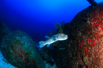 A large Pufferfish swimming on a tropical coral reef deep underwater