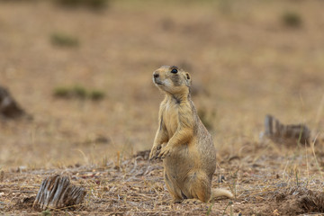 White-tailed Prairie Dog