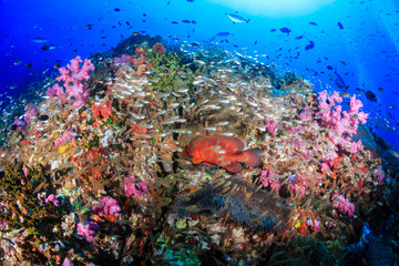 Beautiful, colorful and healthy tropical coral reef system full of fish and life