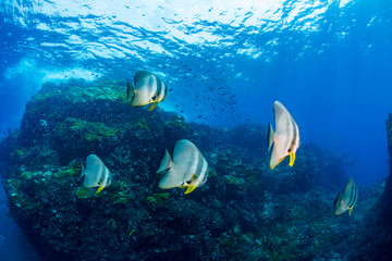 Shoal of large Batfish (Spadefish) in shallow water over a tropical coral reef