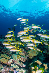 Fototapeta na wymiar A shoal of colorful Snapper above corals on a tropical reef