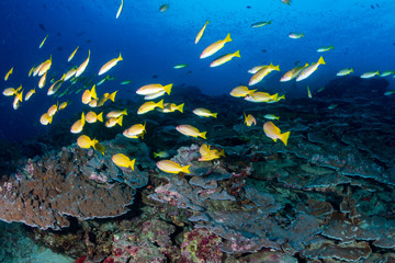 Fototapeta na wymiar Colorful school of Snapper swim above a tropical coral reef