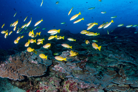 Colorful school of Snapper swim above a tropical coral reef