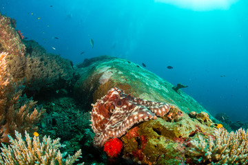 Large Octopus patrolling a colorful but murky tropical coral reef