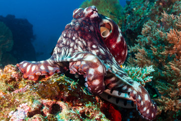 Large Octopus Attempting to Eat a Banded Sea Snake on a Tropical Coral Reef