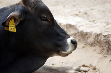 Obraz na płótnie Canvas Portrait einer Kuh im Zoo