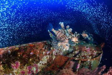 Beautiful Lionfish swimming over a coral encrusted shipwreck in a tropical ocean