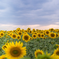 Fototapeta premium Scenic sunflower field