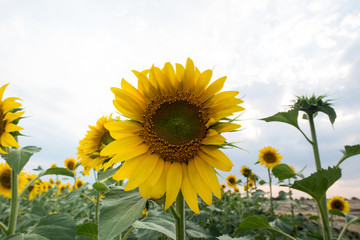 Scenic sunflower field