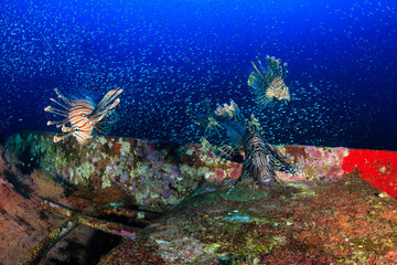 Fototapeta na wymiar Beautiful Lionfish swimming over a coral encrusted shipwreck in a tropical ocean