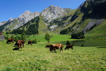 Fototapeta na wymiar Vaches dans les Alpes