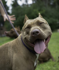 American Pit Bull Terrier. Smile, light.on the grass outdoors