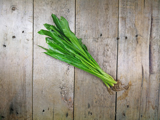 Green fresh cilantro, sawtooth long leaf coriander, on wooden table.