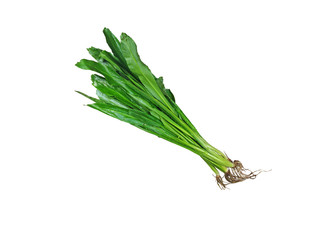 Green fresh cilantro, sawtooth long leaf coriander, on white background