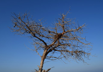 A dry tree with an abandoned nest at blue sky background