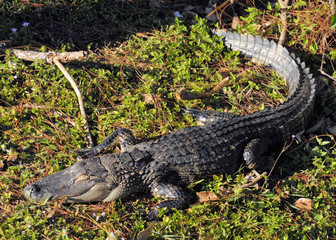 The American Alligator / The American Alligator in the Florida Everglades