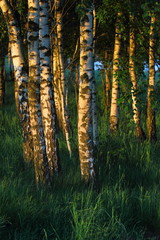 Birch trees in the dawn light. Rural landscape in Poland