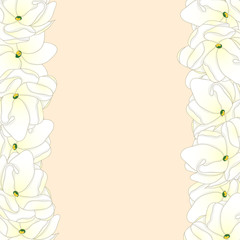Arabian Jasmine Border