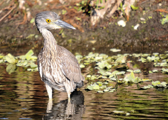 Yellow Crown / Yellow Crown Night Heron located in the Florida Everglades