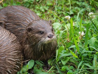 Loutre cendrée
