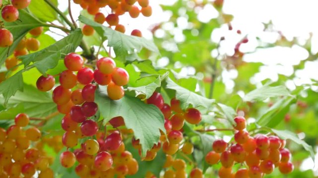 Bunches of red viburnum opulus berries on a branch with its leaves outdoor