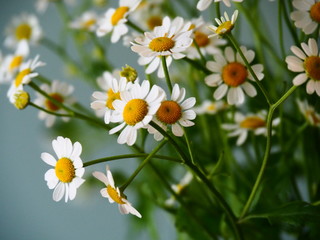 Dainty chamomile Bouquet