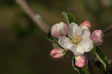 Closeup of spring apple blossom on trees