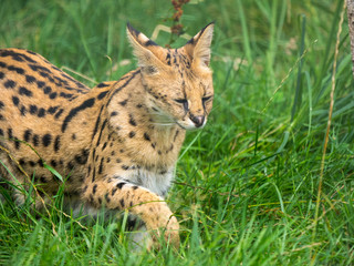 Obraz premium Serval