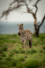 Zebra standing on grassy plain by tree