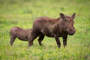 Young warthog suckling from mother on grassland