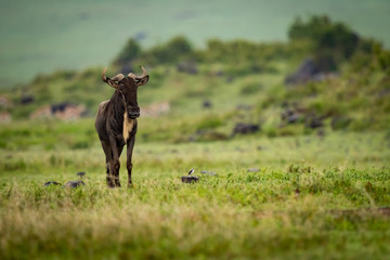 White-bearded wildebeest stands beside little white bird