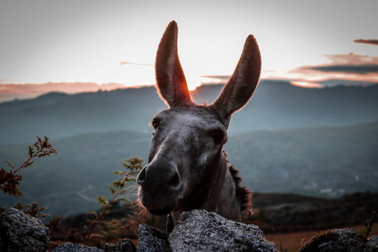 Burro no Parque Nacional Peneda-Ger&ecirc;s, Portugal