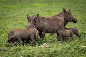 Warthog babies suckling from mother on savannah