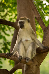Vervet monkey sitting in tree looking left