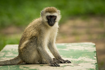 Vervet monkey sits on wall facing camera
