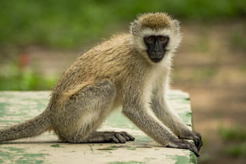 Vervet monkey sitting on wall facing camera
