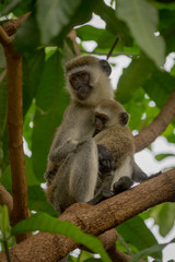 Vervet monkey mother with baby in branches